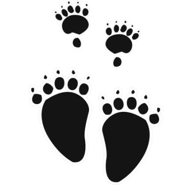 Advanced Search bear paw print pictures